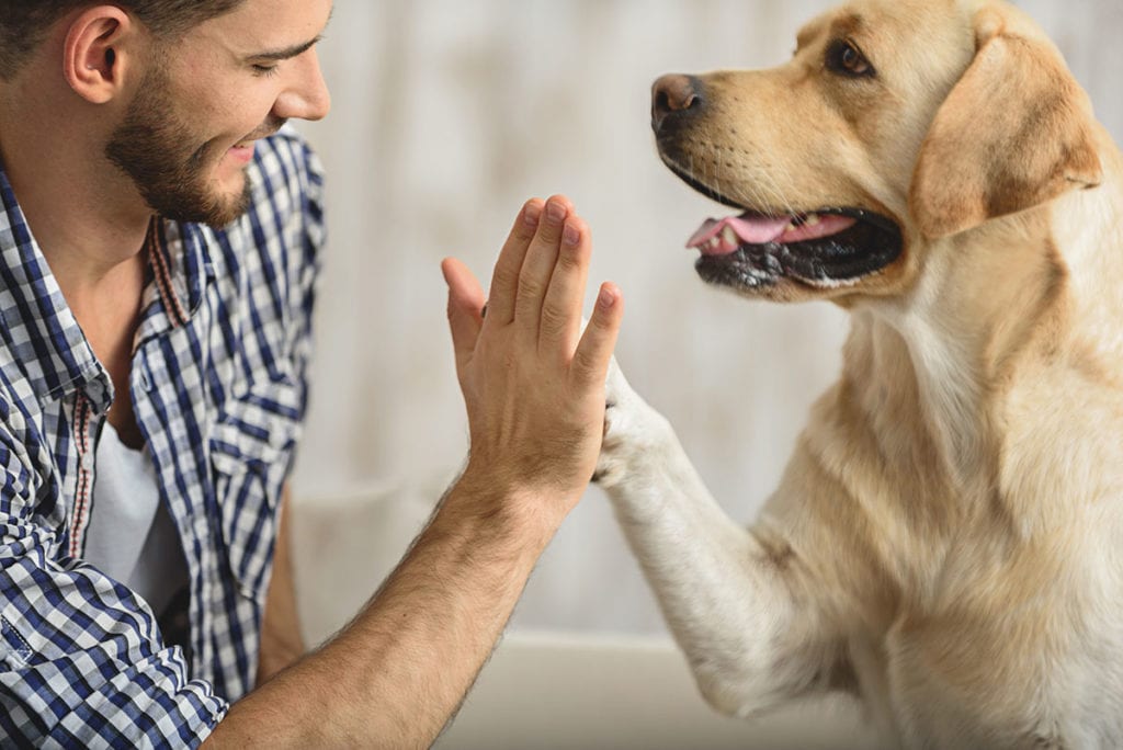 Animal Assisted Therapy For Alcoholism