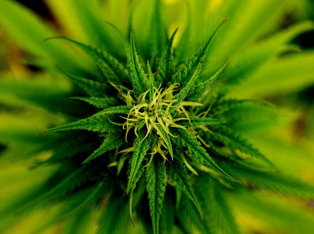 Legalizing Marijuana The Effect On Teens